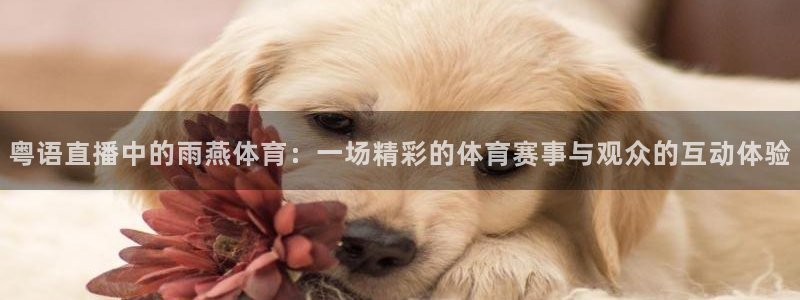 劲爆体育在线高清直播nba：粤语直播中的雨燕体育：一场精彩的体育赛事与观众的互动体验